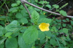 Sida rhombifolia subsp. rhombifolia